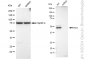 KD-Validated Anti-Arp3 Rabbit Monoclonal Antibody